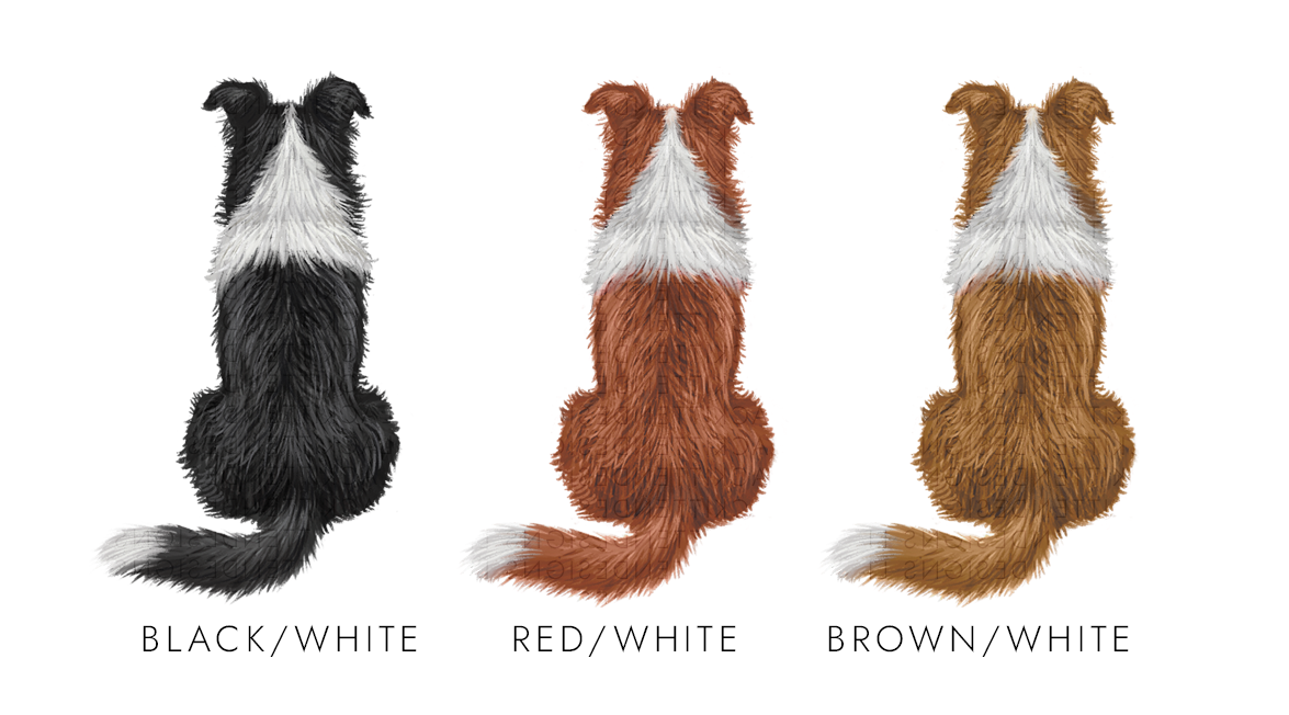 Personalised Border Collie Dog Anniversary Card