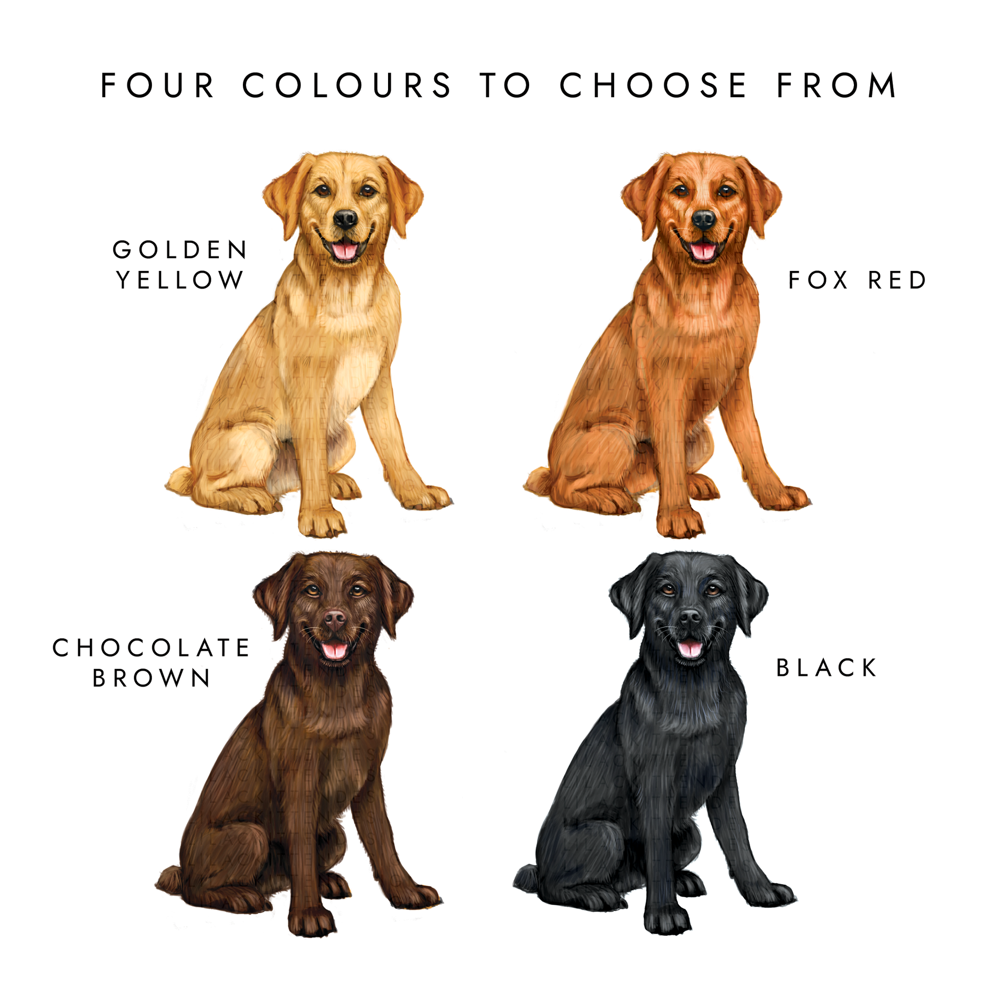 Four Labrador Retriever colors shown with labels: Golden Yellow, Fox Red, Chocolate Brown, and Black.
